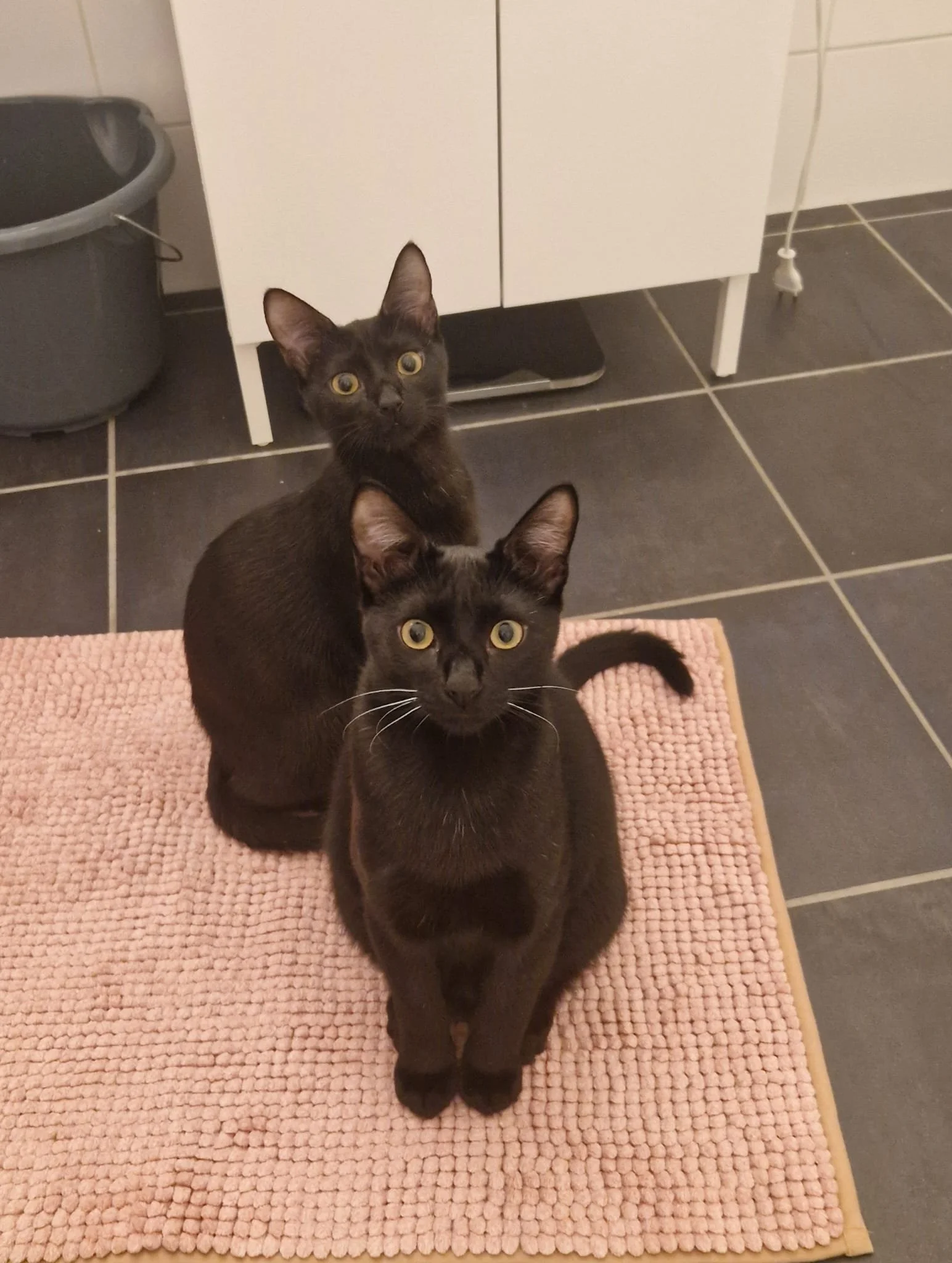 Kuro &amp; Suzu