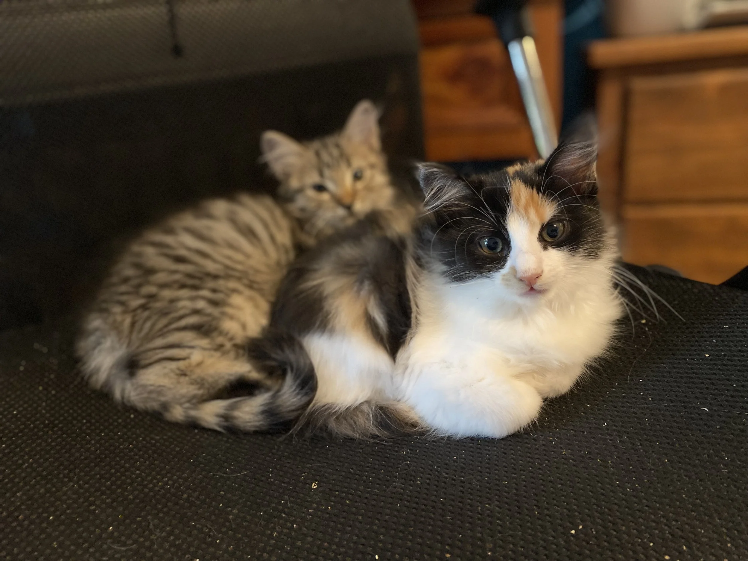 Kittens: Kika &amp; Lennox