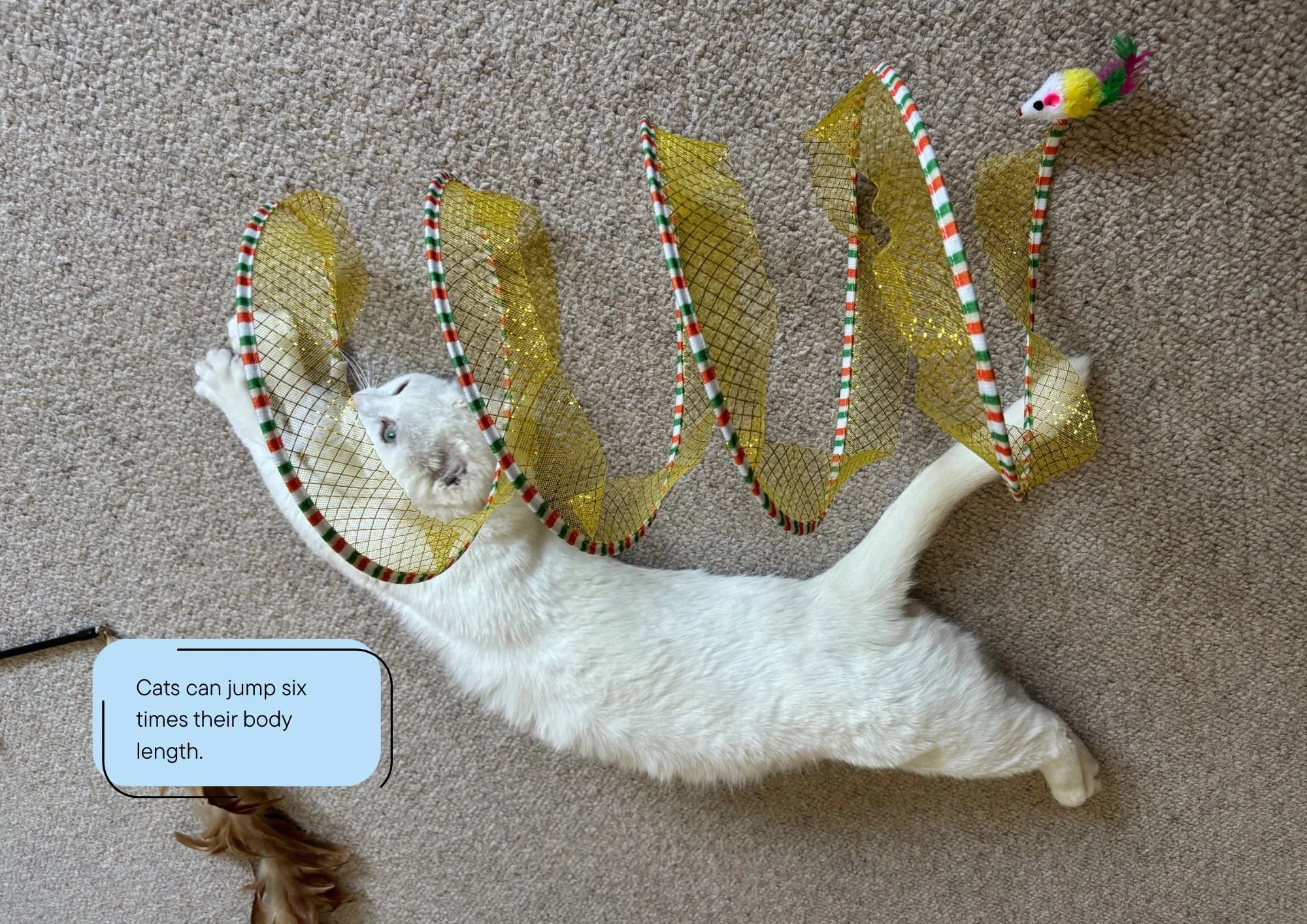 2026 cat calendar (3).jpg
