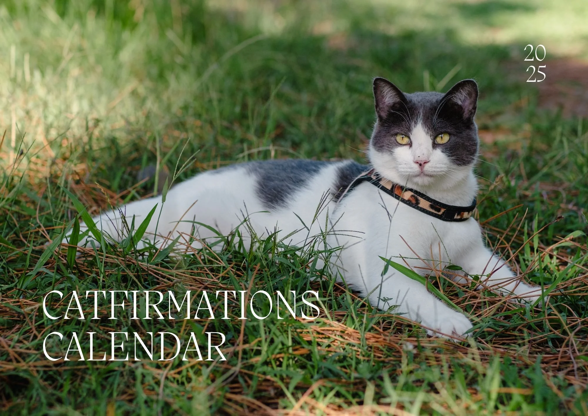 catfirmations 2025 cover.jpg