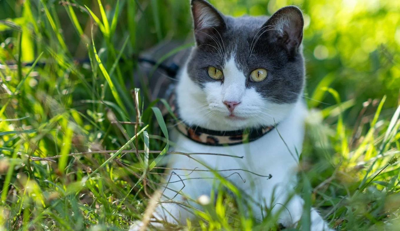 Untitled design (1).jpg