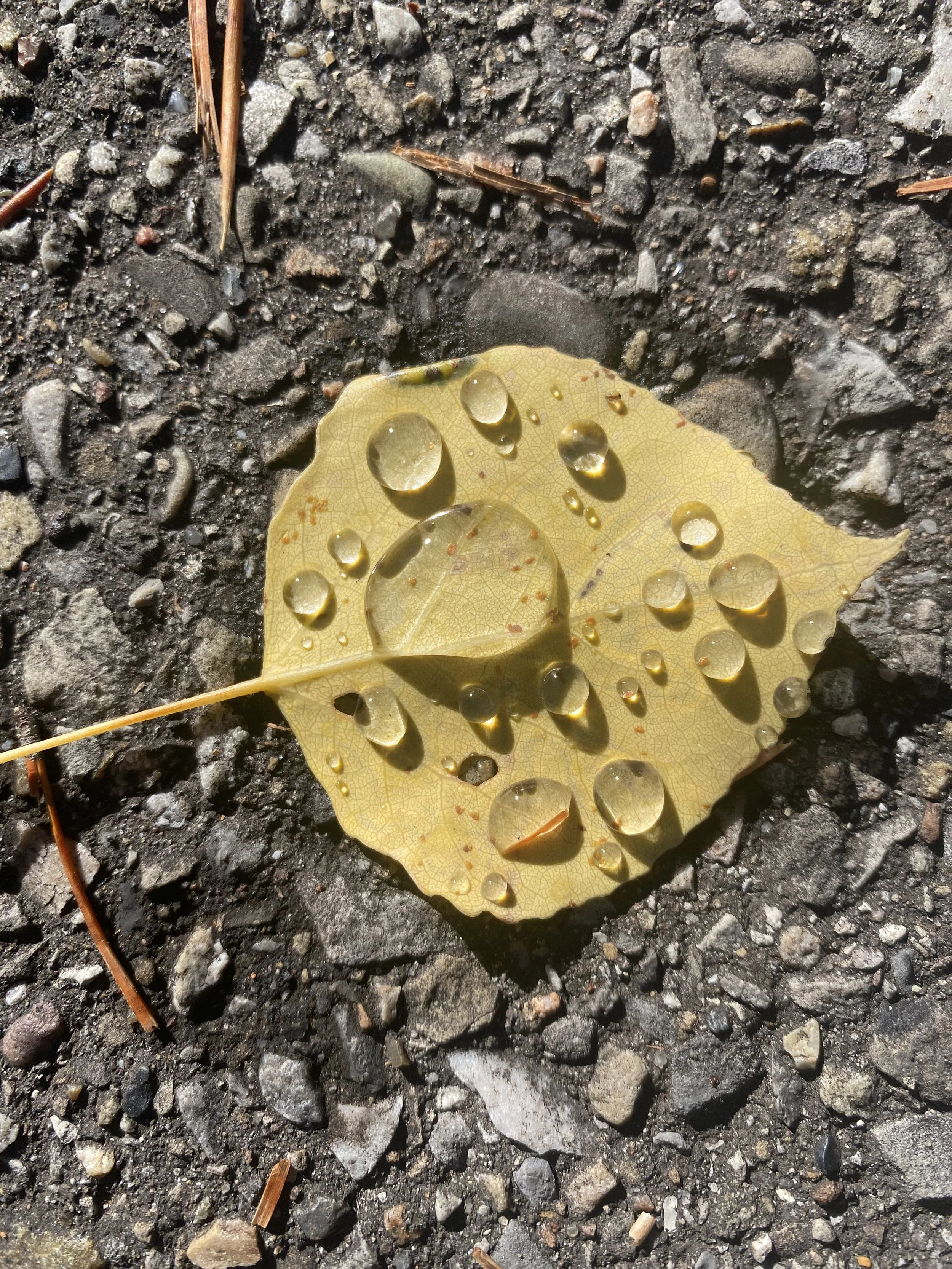 HELD IN THE LETTING GO…An Autumn Afternoon of Allowing, Surrender &amp; Belonging