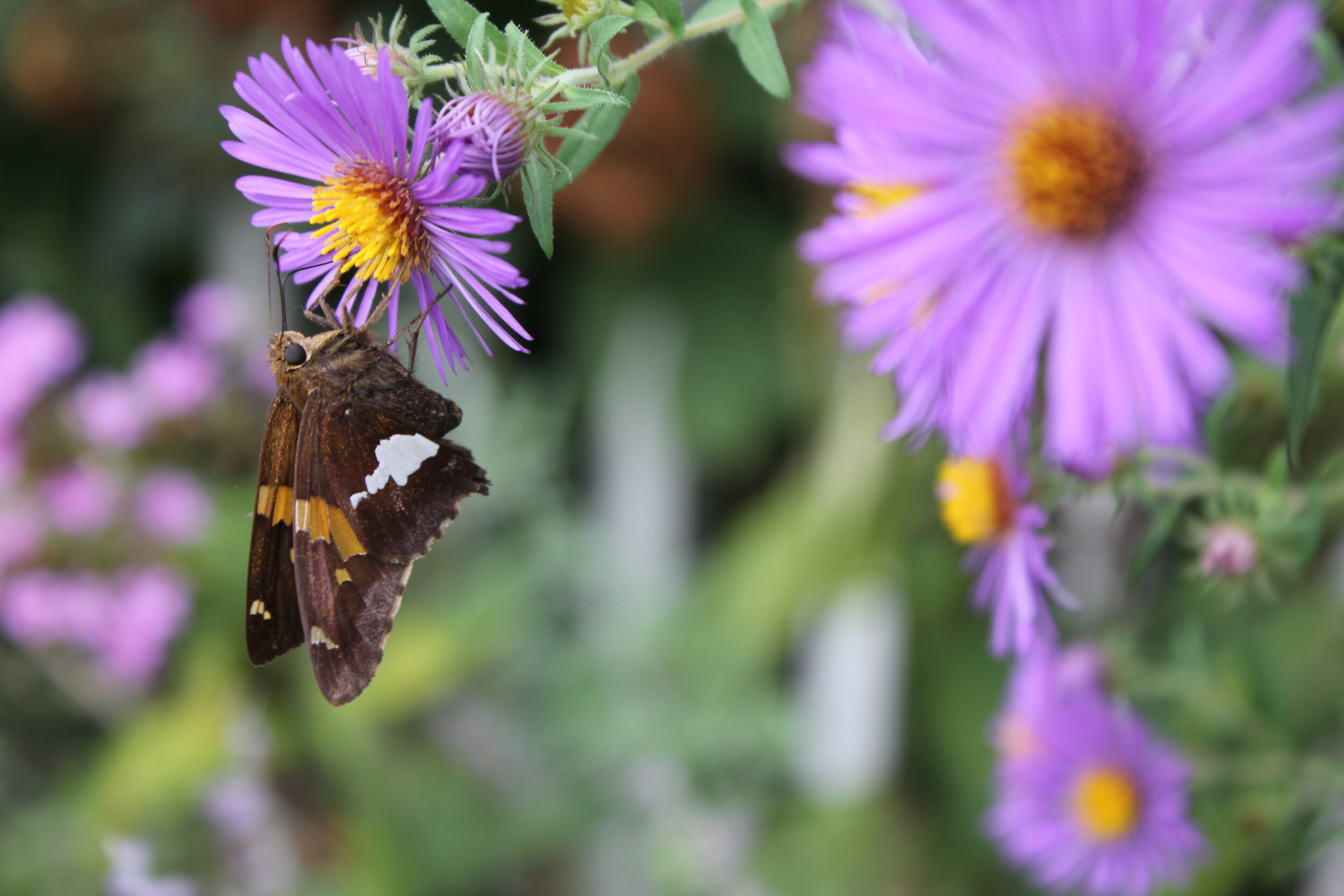 New England Aster (Symphyotrichum novae-angliae) and Silver-spotted Skipper