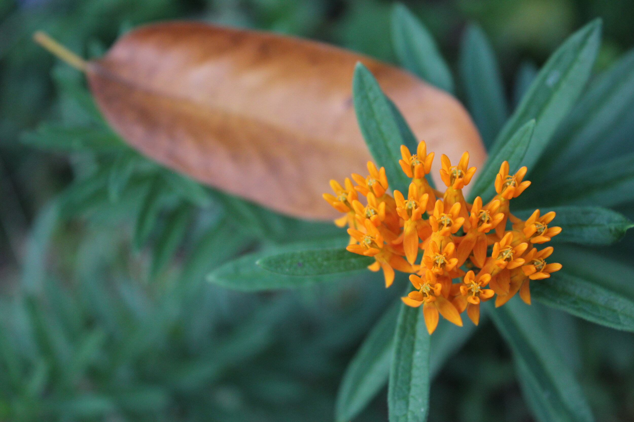 Butterfly Weed (Asclepias tuberosa) | Host Plant for the Monarch Butterfly