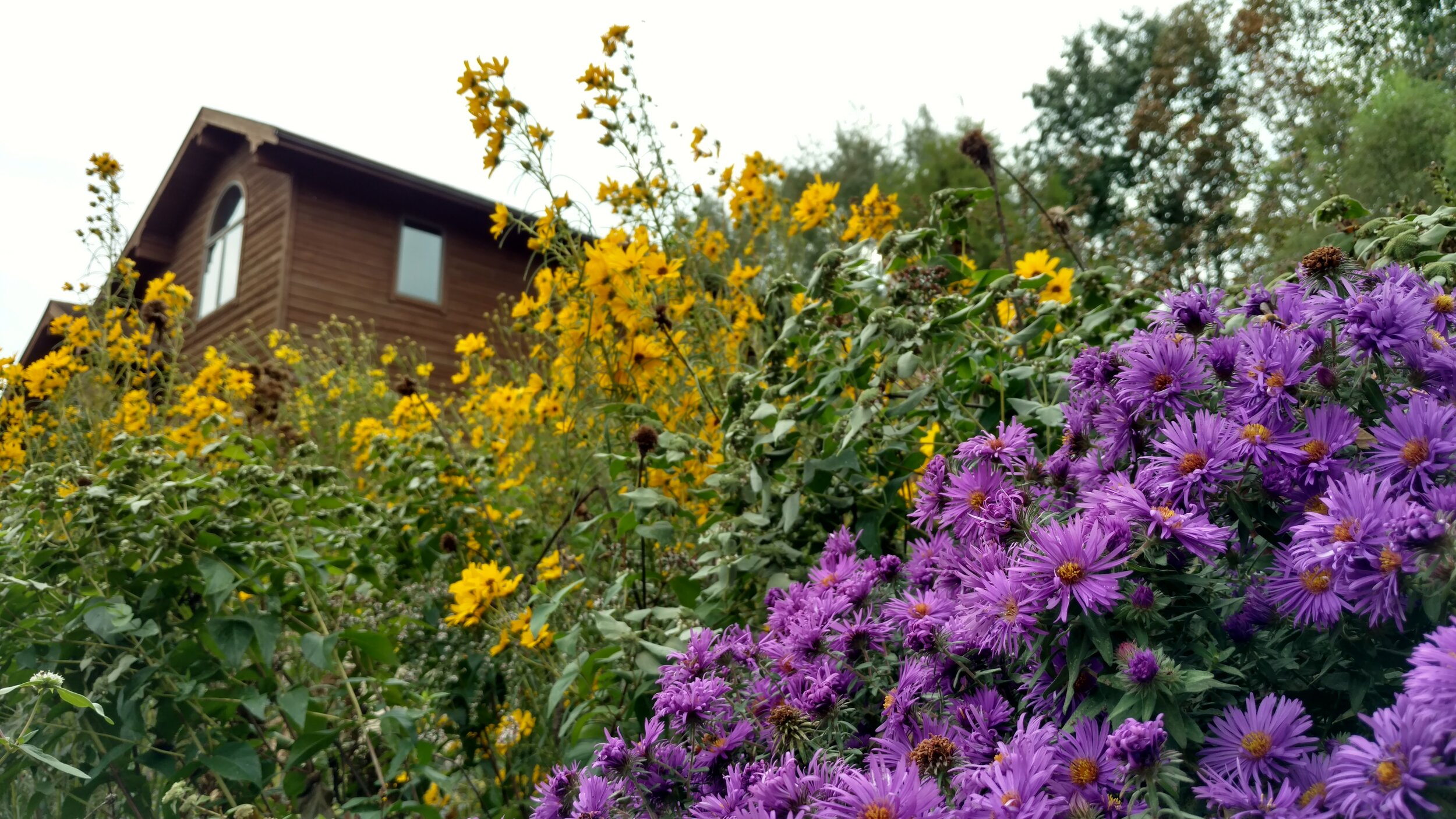 Lawn Conversion Wet Mini-Meadow Residential Native Garden | Lititz, PA