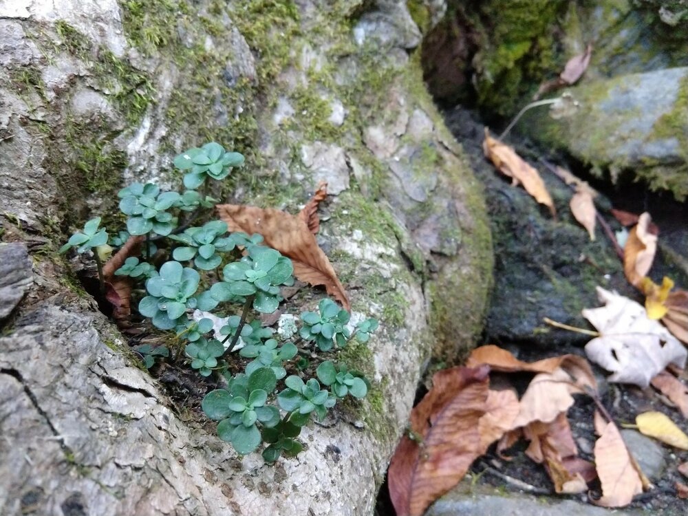  Three-leaved stonecrop ( Sedum ternatum ) 