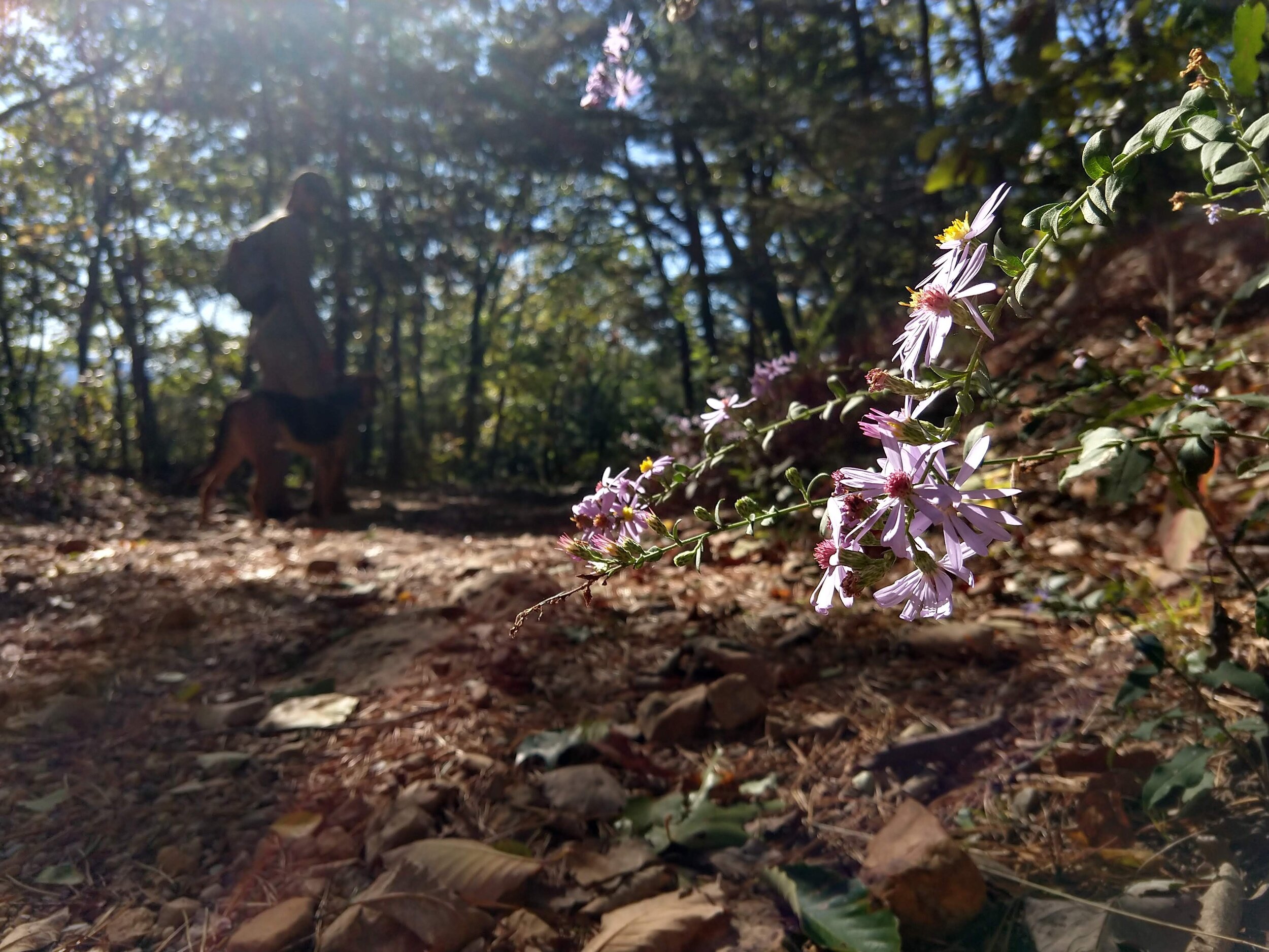  Blue Wood Aster ( Symphyotrichum cordifolium ) 