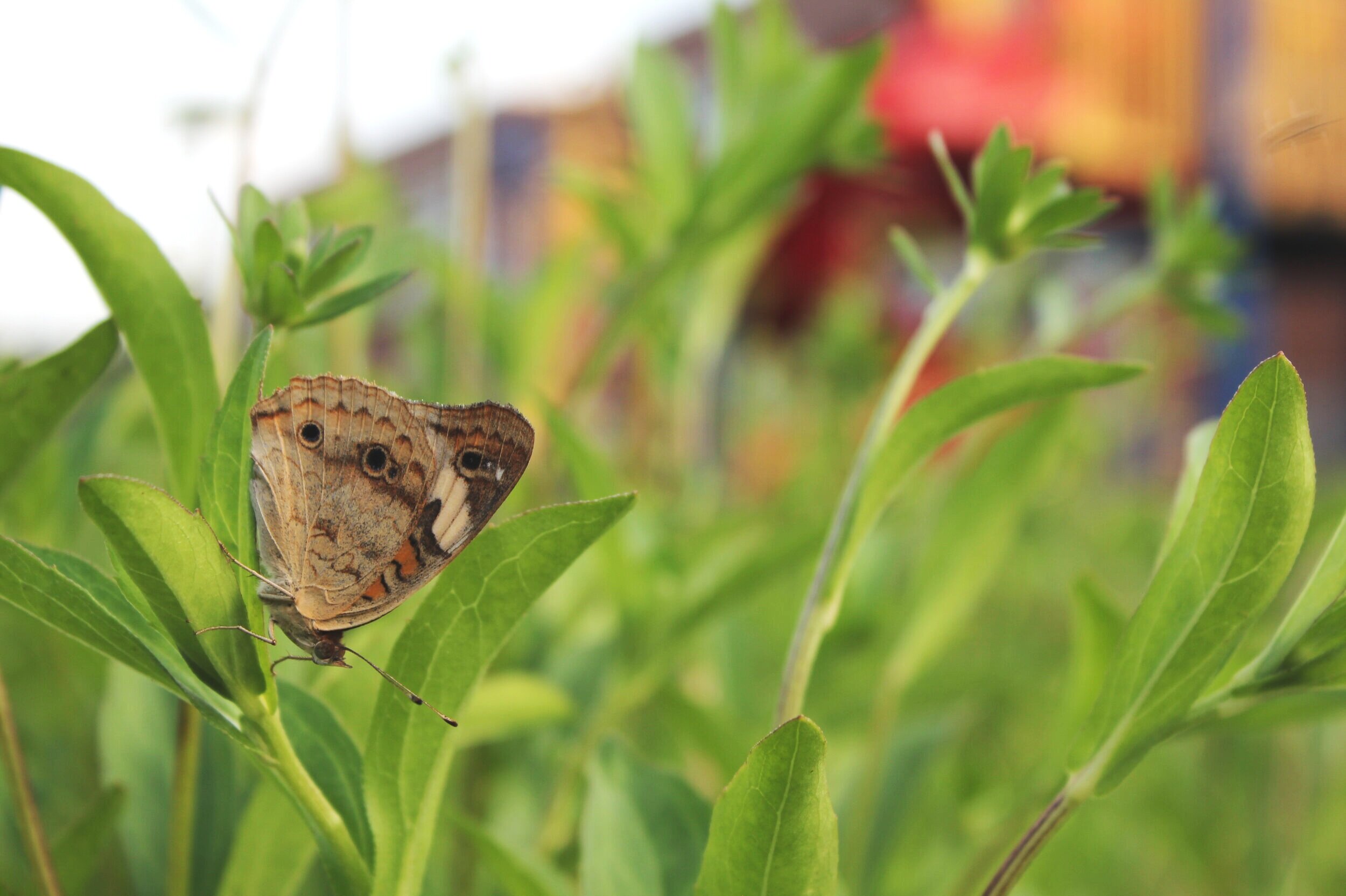 Common Buckeye Butterfly in Urban Schoolyard Habitat