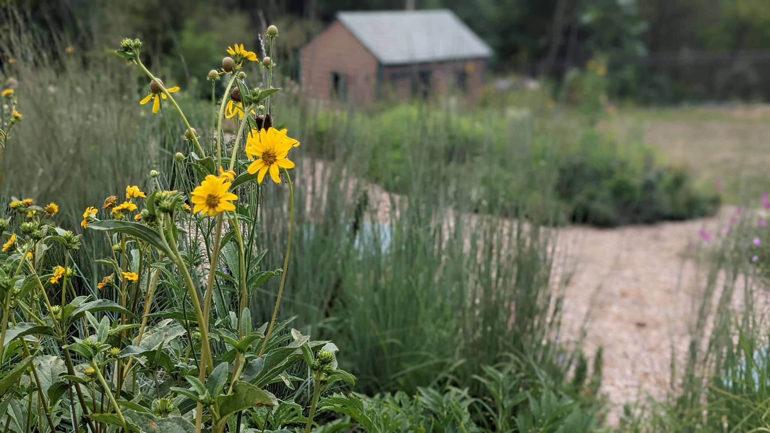 South Carolina Native Plant Society - In South Carolina, some of our keystone  species include native oaks and native cherries. These native plants are  host to many types of caterpillars that nourish