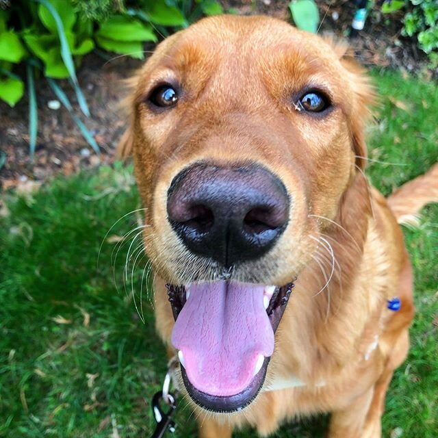 | Crimson is happy for a playday ❤️ | &bull;
&bull;
&bull;
&bull;
#goldenretriever #golden #goldenretrieversworld #goldenretrieverofinstagram #dog #dogs #dogsofig #boopthenose #dogsofinstagram #dogsofinsta #dogs_of_instagram #lovedogs #instagramdogs 