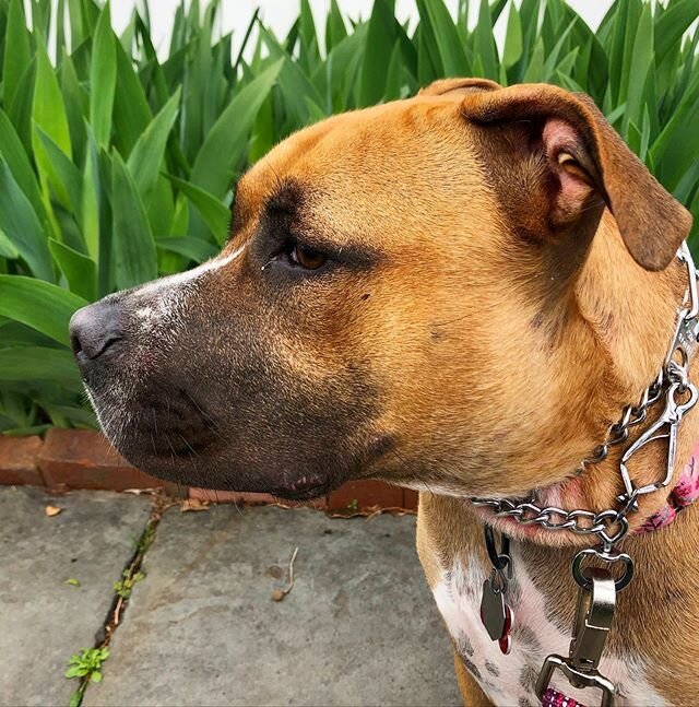 | Stella in profile |
&bull;
&bull;
&bull;
&bull;
#rescuedogs #rescuedogsofig #tot #tongueouttuesday #rescuedogsofinstagram #dog #pitbull #pitbulls #pitbullsofinstagram #dogs #dogsofig #dogsofinstagram #dogsofinsta #dogs_of_instagram #lovedogs #insta