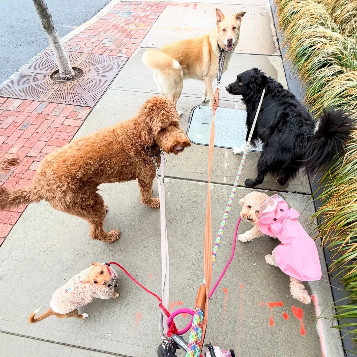 We&rsquo;re rolling deep this week. When I&rsquo;m short staffed I need to get creative &hellip; either with group walks or combining the day trip dogs with our walk clients.
&bull;
I make myself so stressed when the company doesn&rsquo;t run how I i