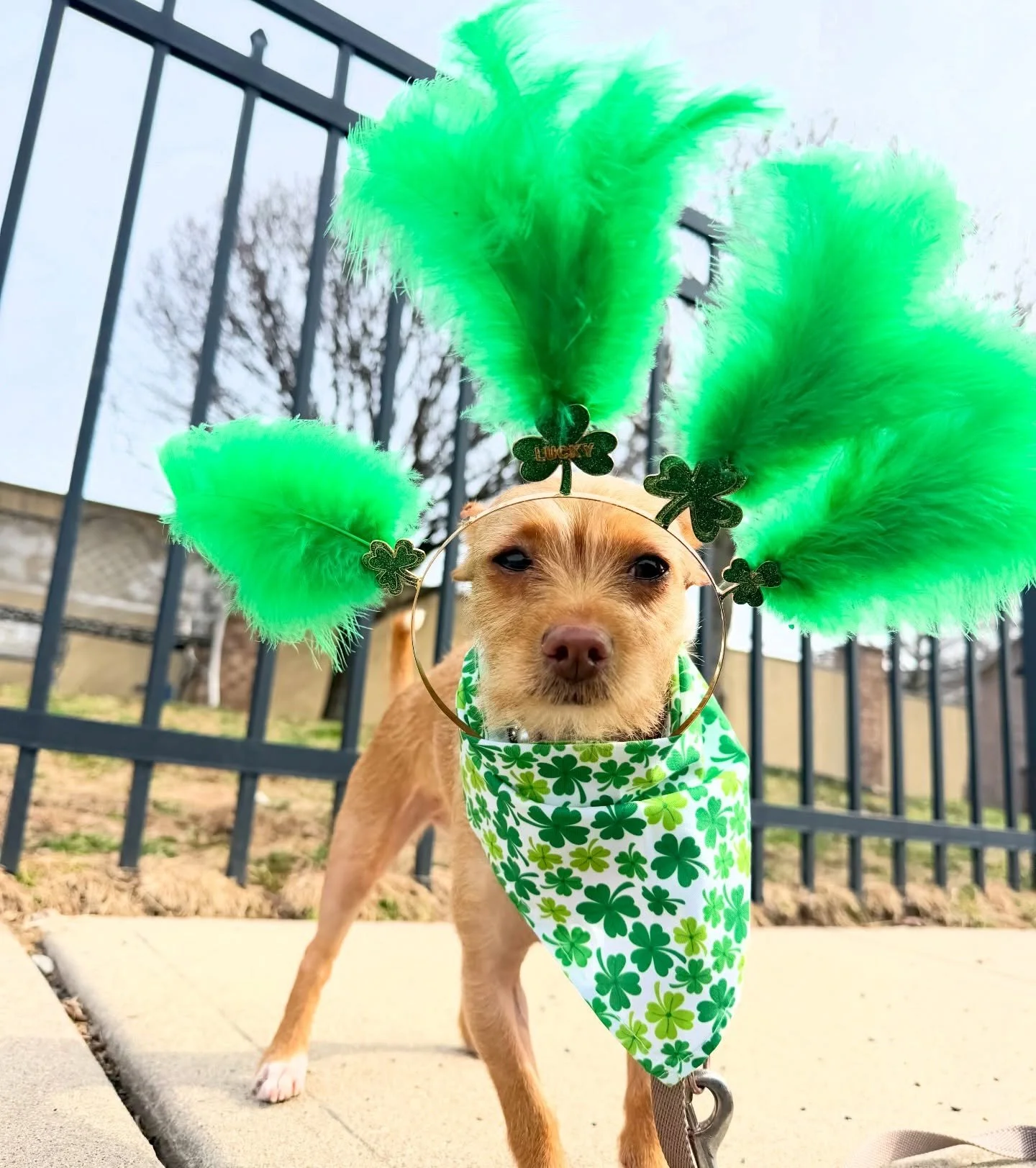Looking like an Irish showgirl