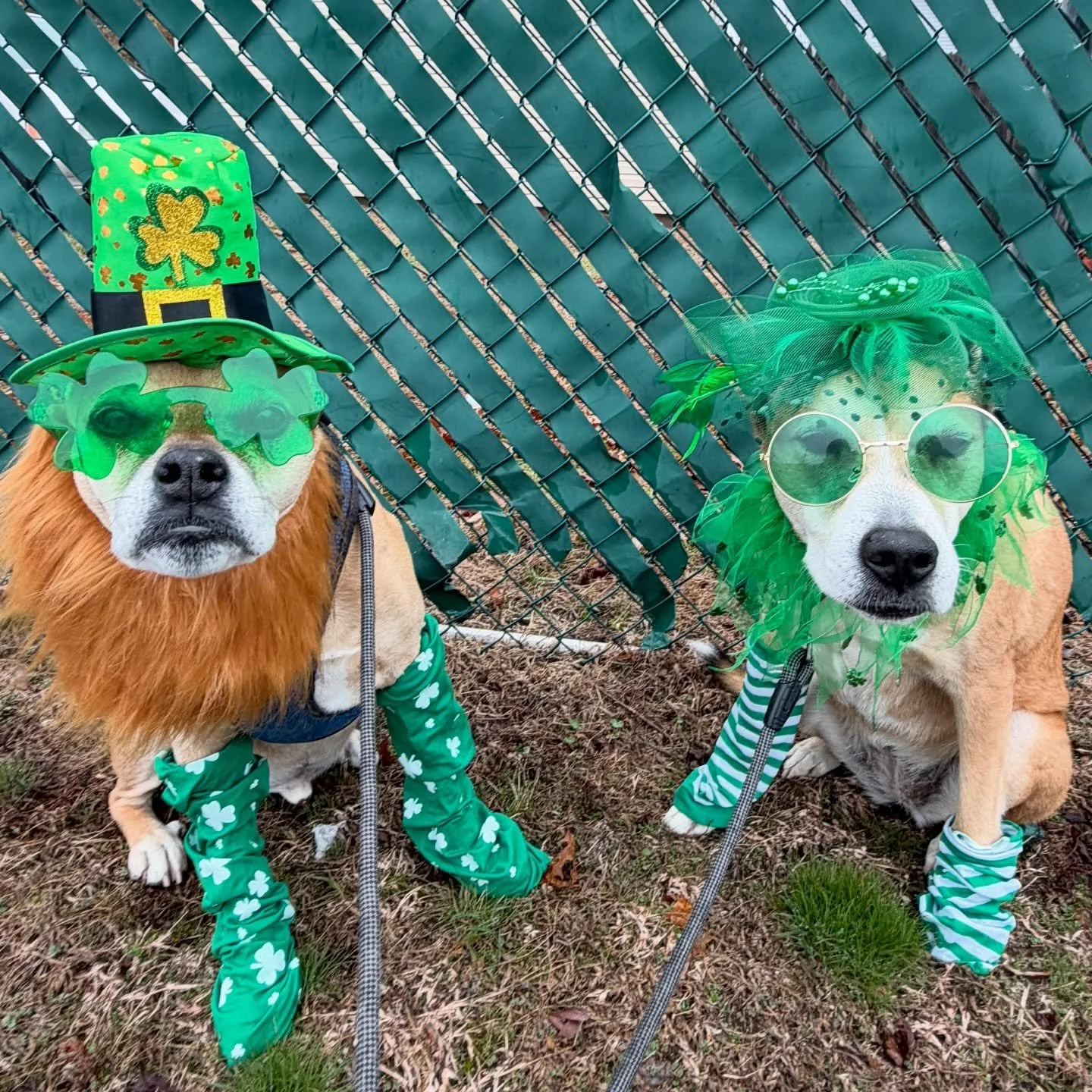 Rory and Walker are embracing the luck of the Irish.