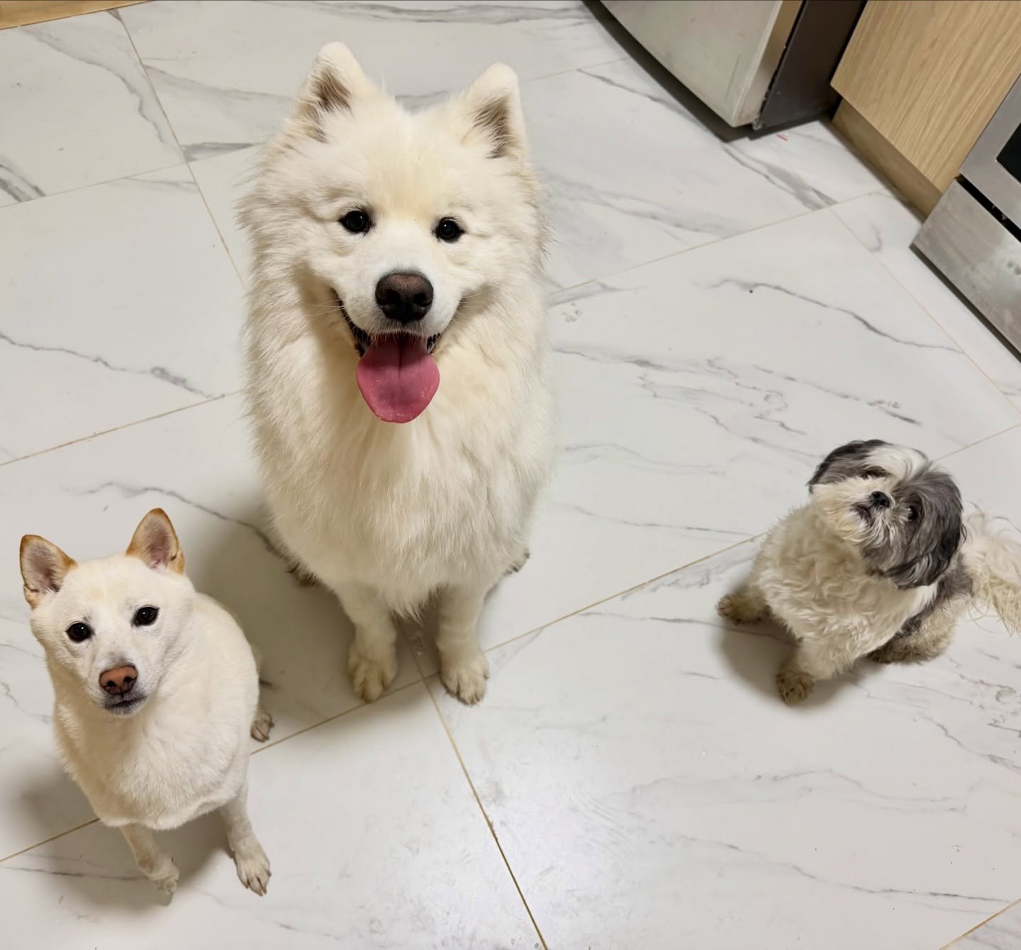 A new trio has joined TKDW pack x welcome Milkshake, Bubbles and Coco.