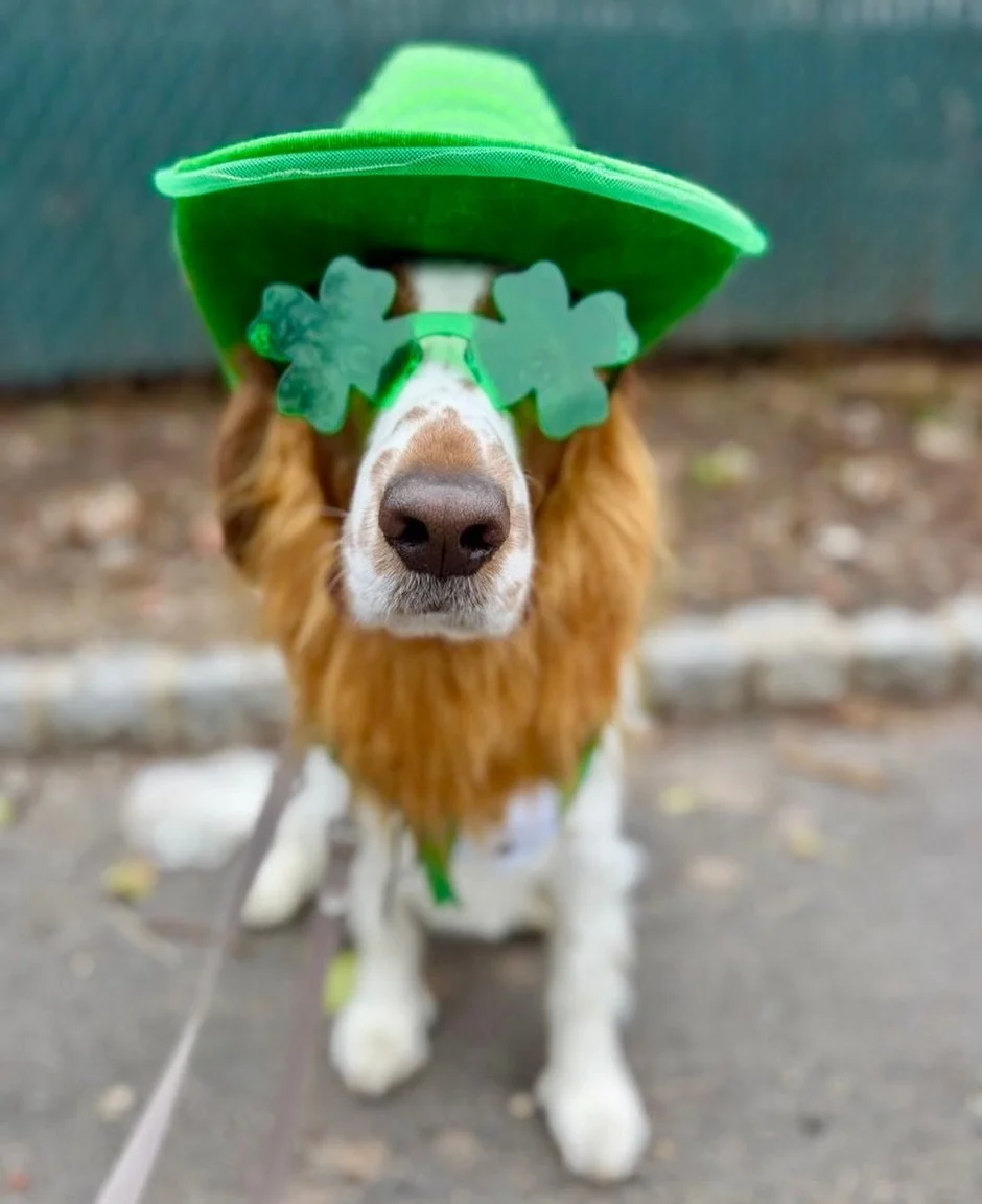Happy St. Patrick&rsquo;s Day!!