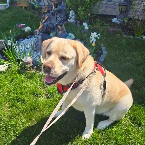 Our little ray of sunshine Casey enjoying the sunshine.
