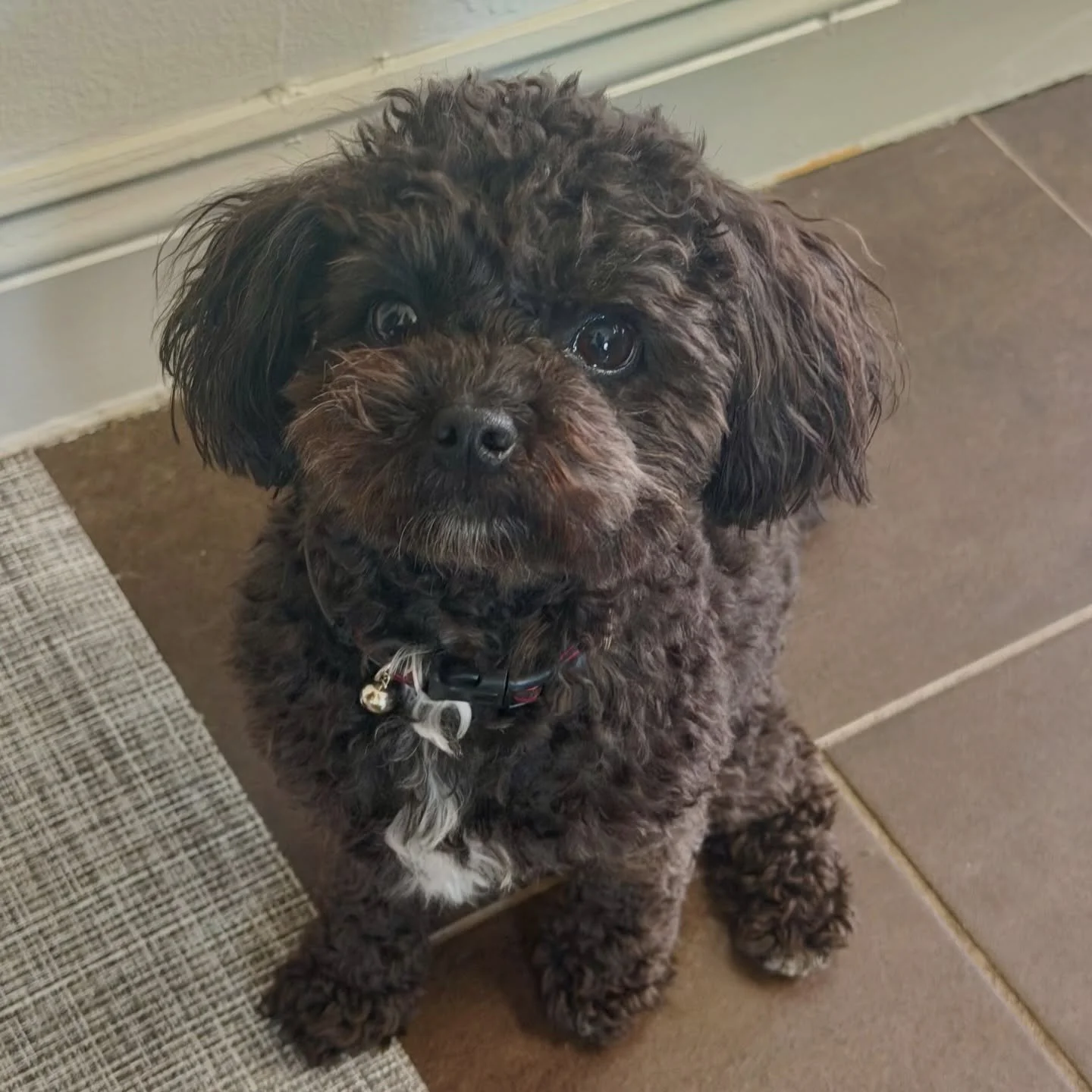 Pepper.