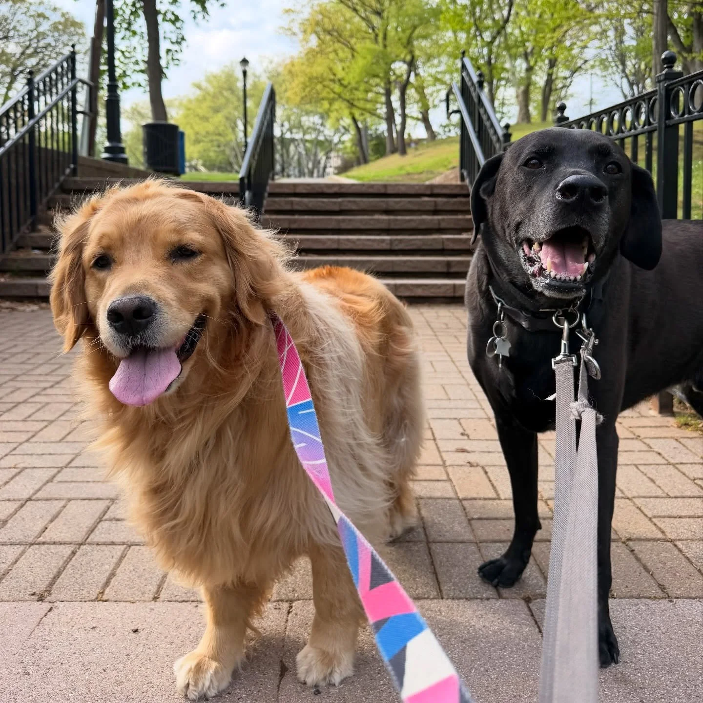 Hazelnut and Puck are always happy! Happy to be in a park&hellip; And then happy to be back home for treat time.
