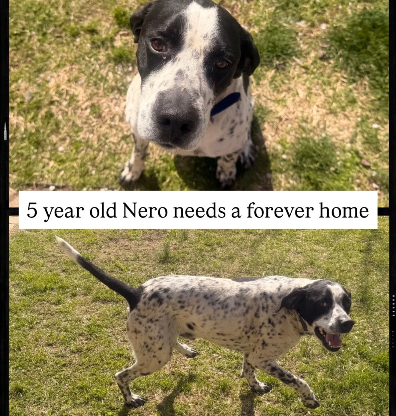 This beautiful boy is in need of a forever home.
&bull;
His dad has dementia and the wife is no longer able to care for him while she takes care of her husband as well.
&bull;
He is an outside dog so he will want to be house trained. He knows how to 