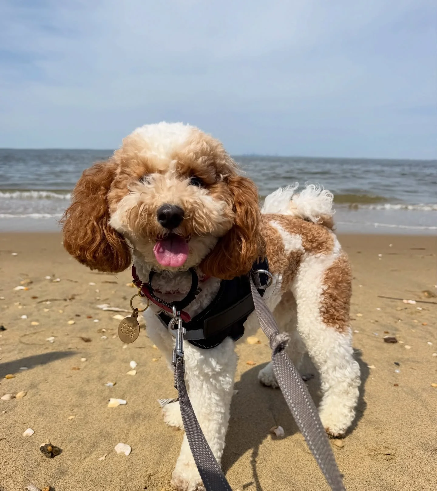 Honey had a great day out at the beach. Enjoying the sunshine before the rain comes next week.