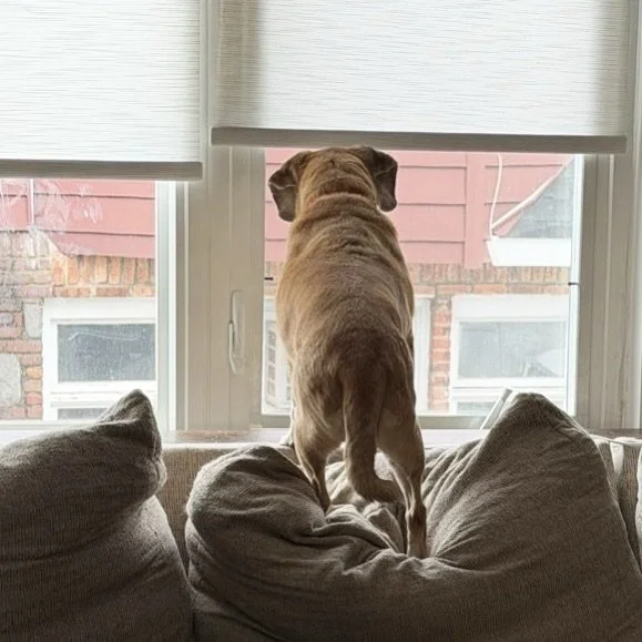 Guard dog on duty.