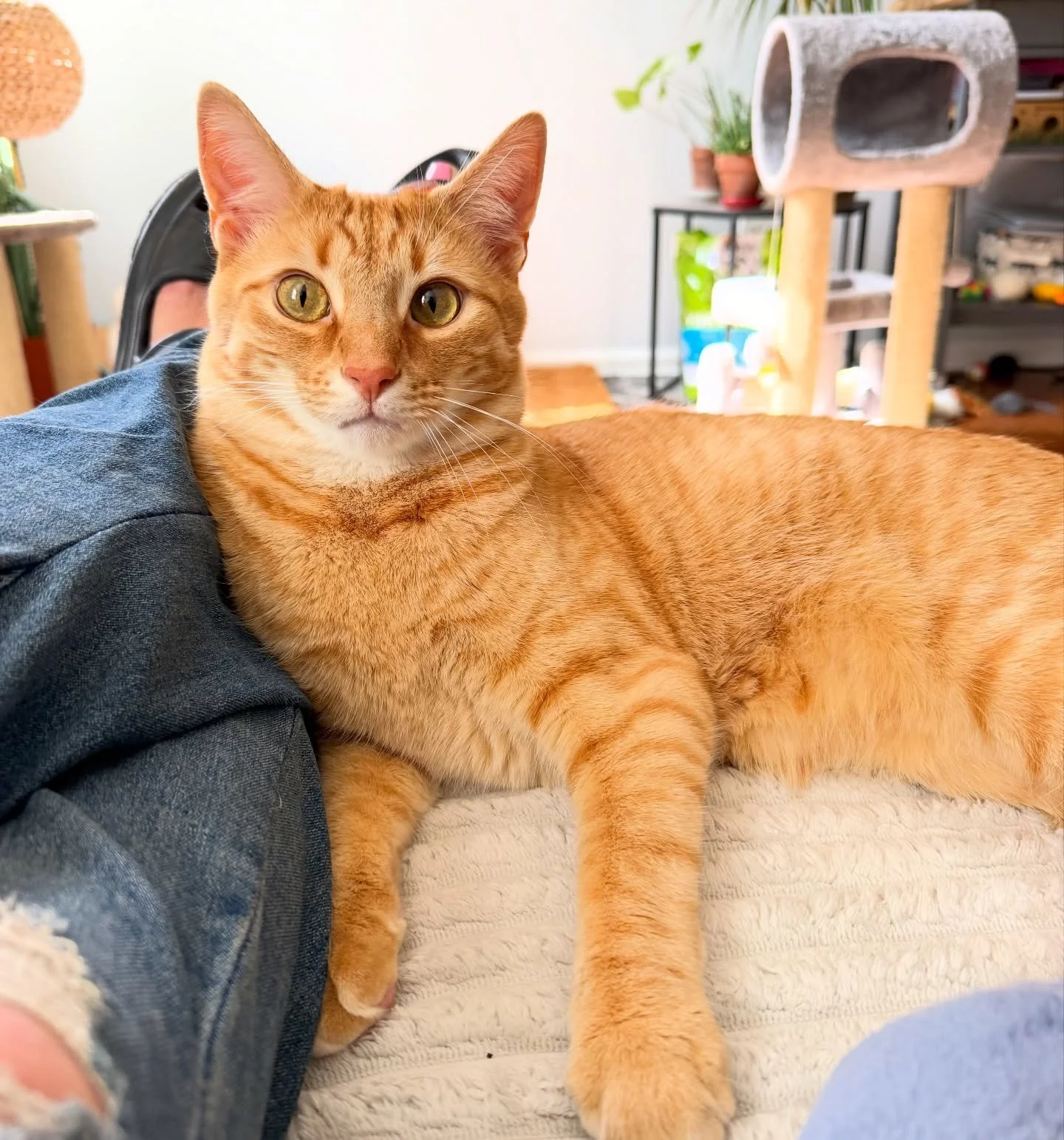 It really doesn&rsquo;t get much better than having a life as a pet care provider x JJ did it want to play this morning, he just wanted all the pets which I was more than happy to give .