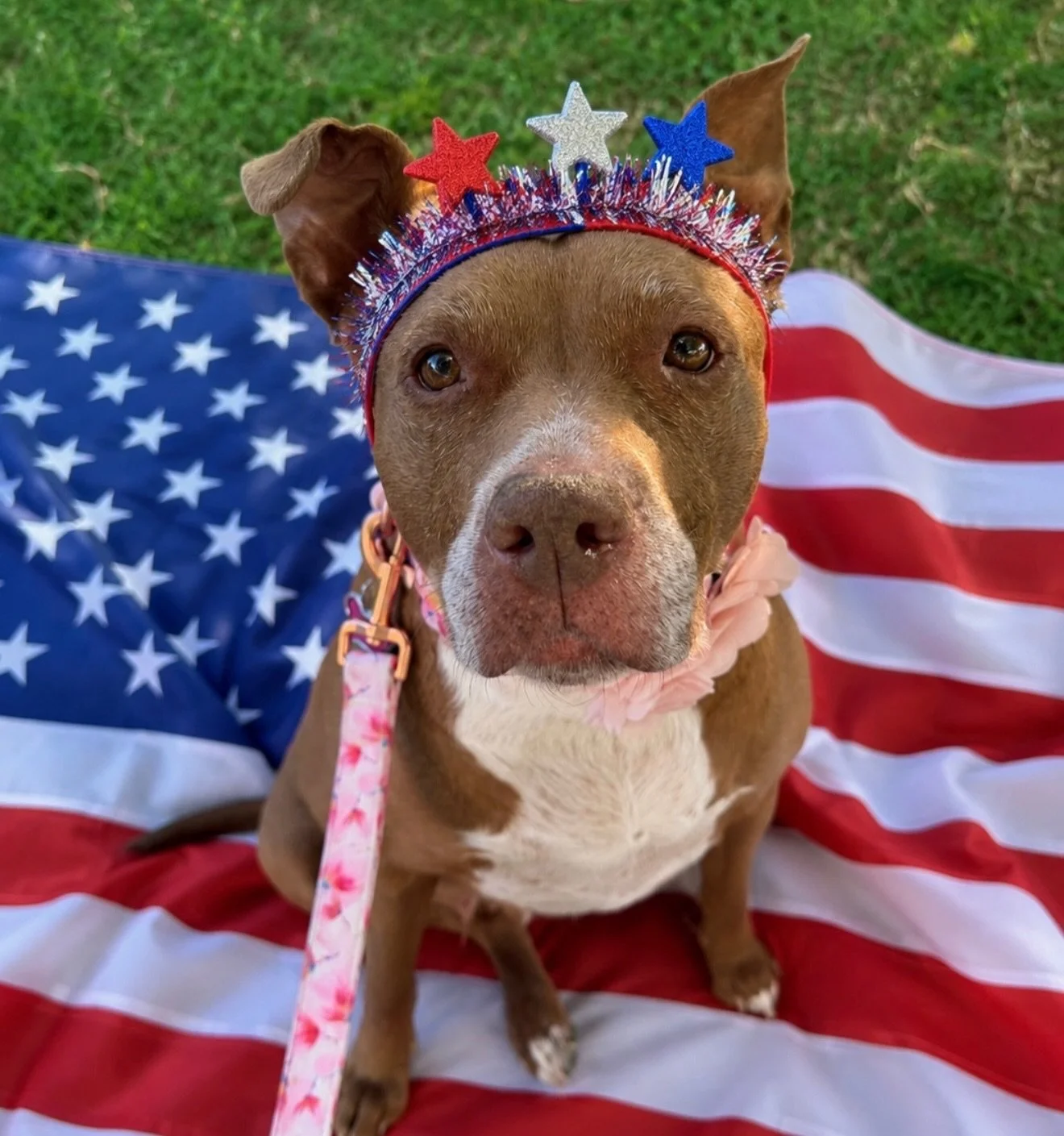 Good morning yall - Miss Cherry is up bright and easily to Rock the Vote!!! All registered democrats, please use your voice and cast your vote today &hellip; especially women and people of color - our ancestors fought way too hard for our right to vo