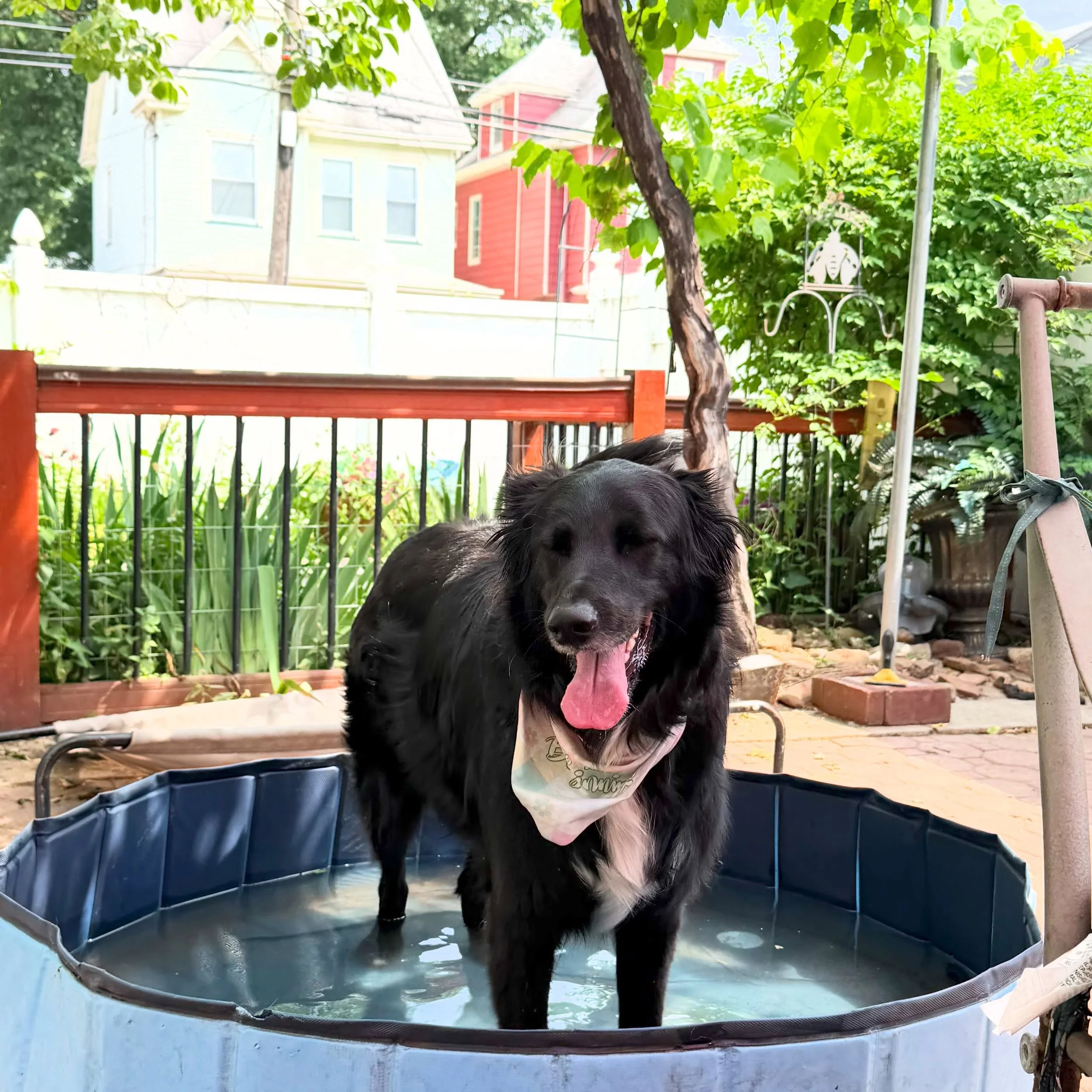 This heat is toooooo much and can quickly become deadly for the dogs x PLEASE everyone exercise caution when walking on these hot days.☀️🐾 ☀️
&bull;
I&rsquo;ve advised the team to please be extremely mindful of the heat for both the dogs and also th