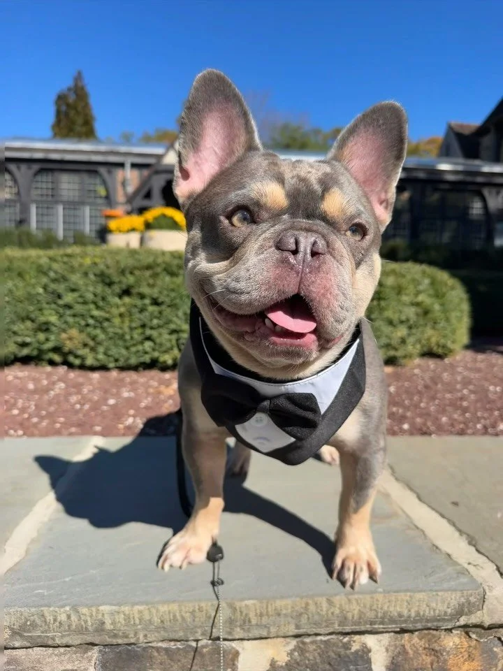 👰🤵🐶 Everyone loves a wedding and Dune could not be happier to be included.
&bull;
Congratulations to his pawrents who got married today! He looked so handsome in his tux.
&bull;
I don&rsquo;t recommend including your dog in the ceremony since it&r