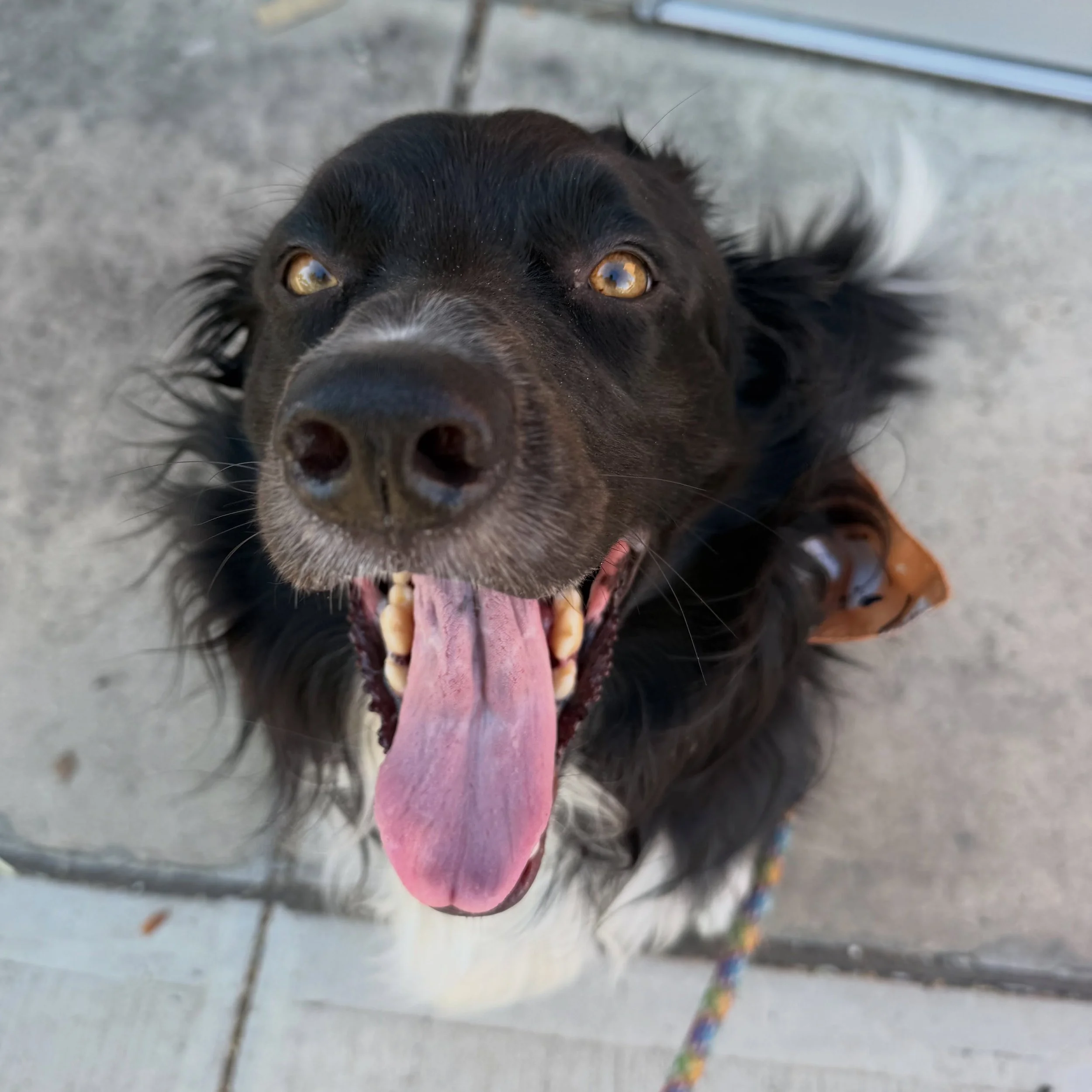 When you think about that post-walk cookie 🍪