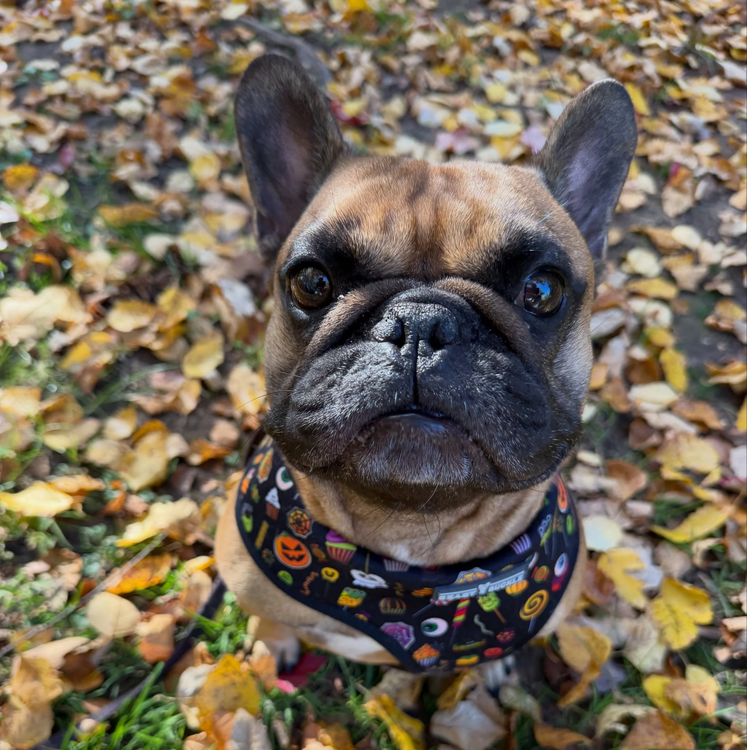 Fall photo shoot with Finn.