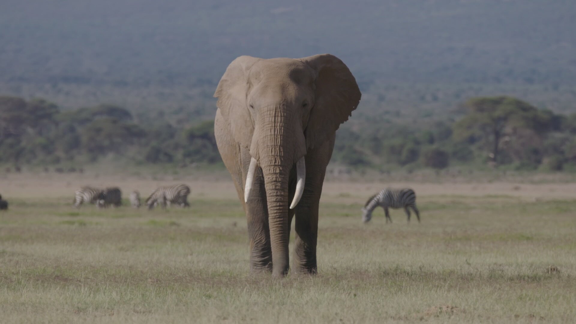 ADULT ELEPHANTS-4_Male elephant at Amboseli National Park in Kenya.jpg