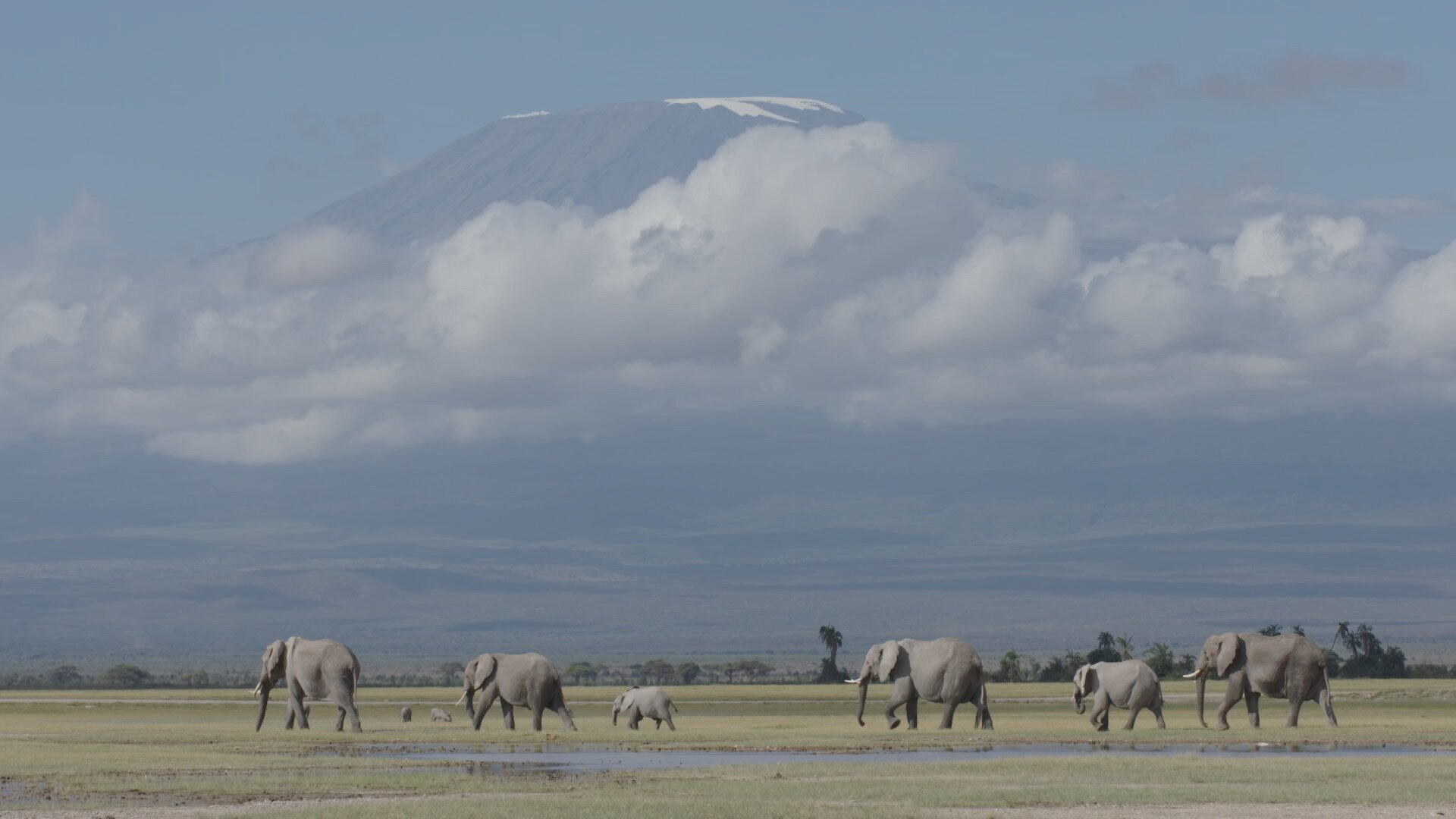 JUMBO GENERAL-1_Wild herd of Elephants_Kenya_Mt. Kilimanjaro in background.jpg