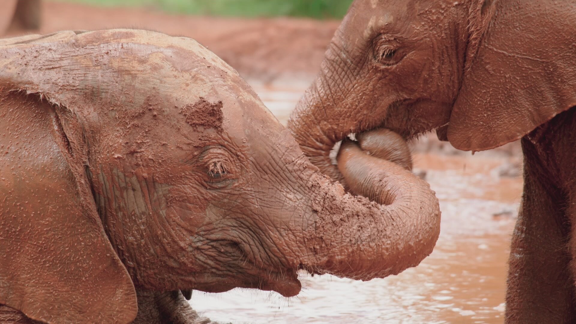 BABY ELEPHANTS-2.jpg