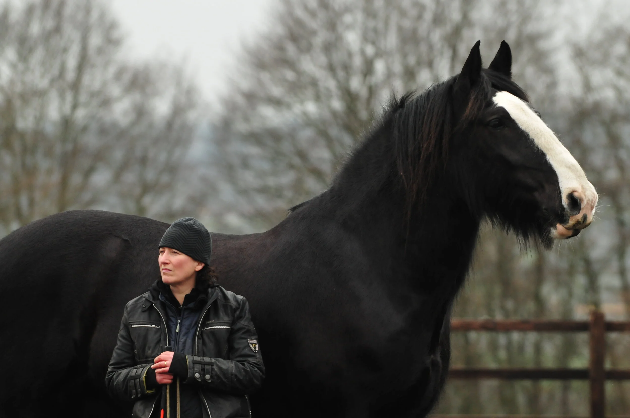 Clydesdale: Saving the Greatest Horse | Infield Fly Productions ...
