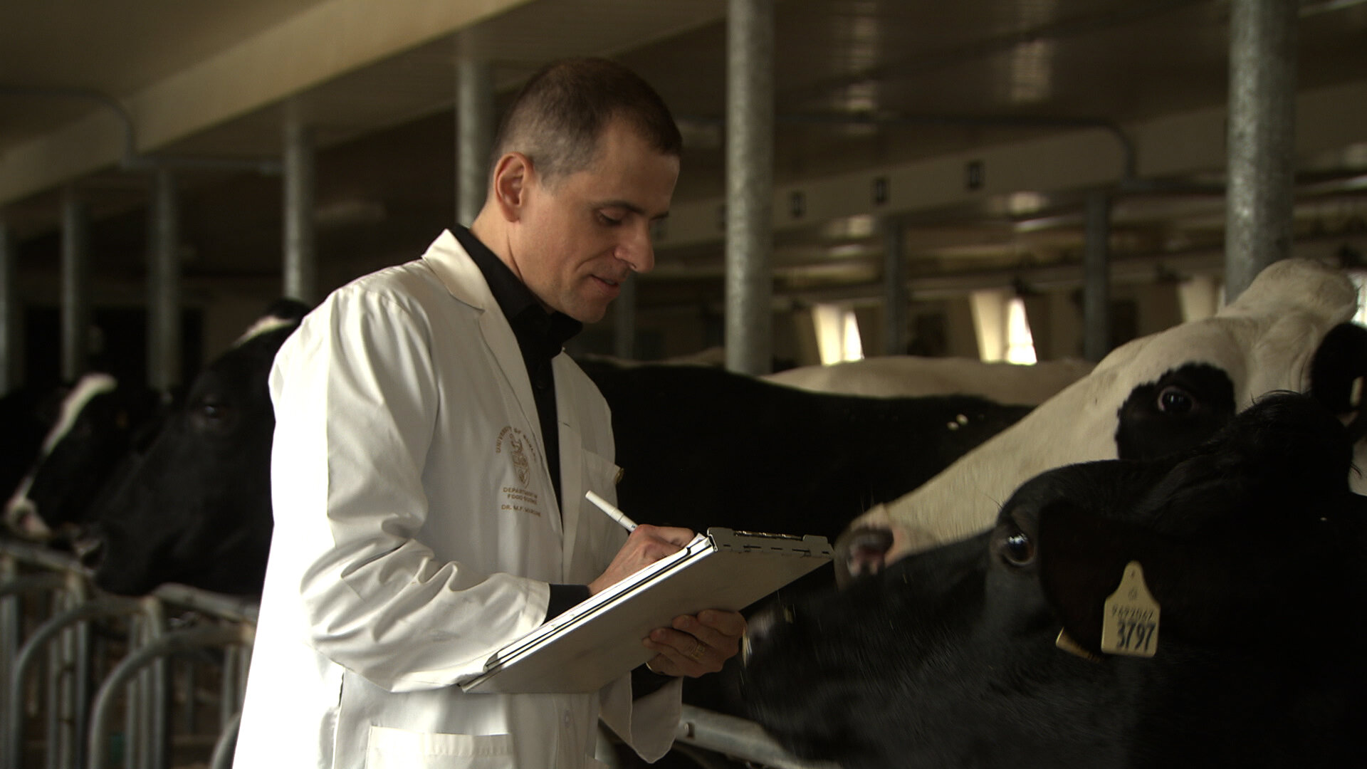 Dr. Marcone and cows