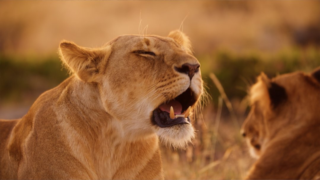  Female lion roaring 