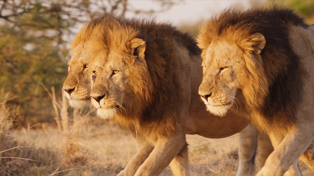  Male lions hunting 