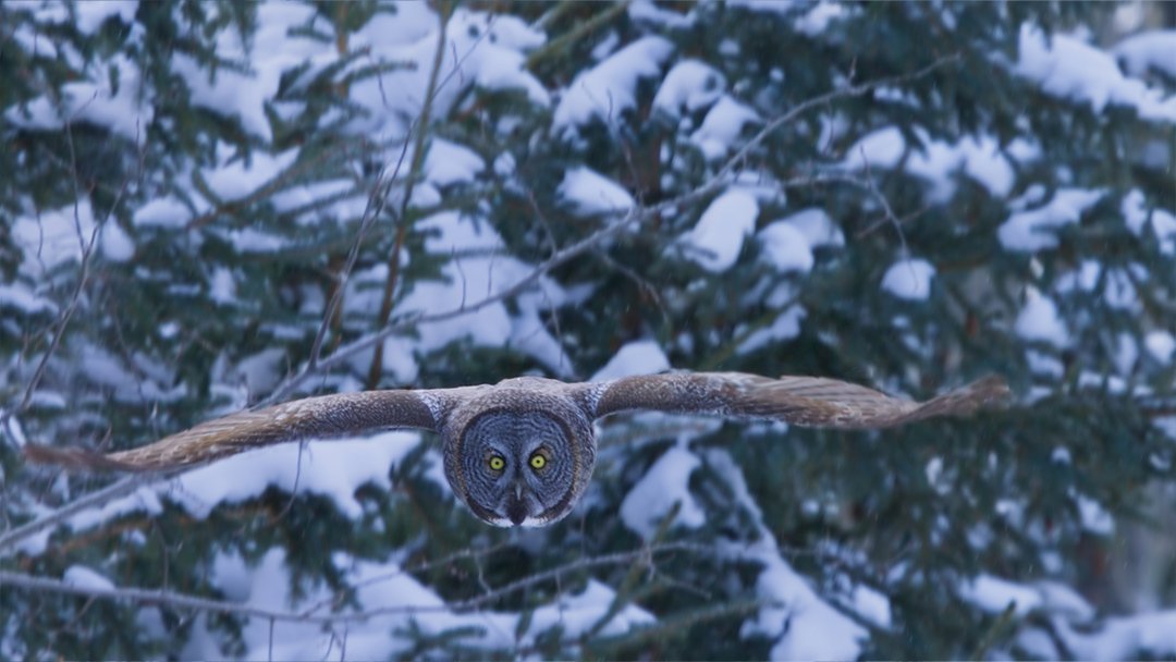  Great grey owl attacking a vole under snow 