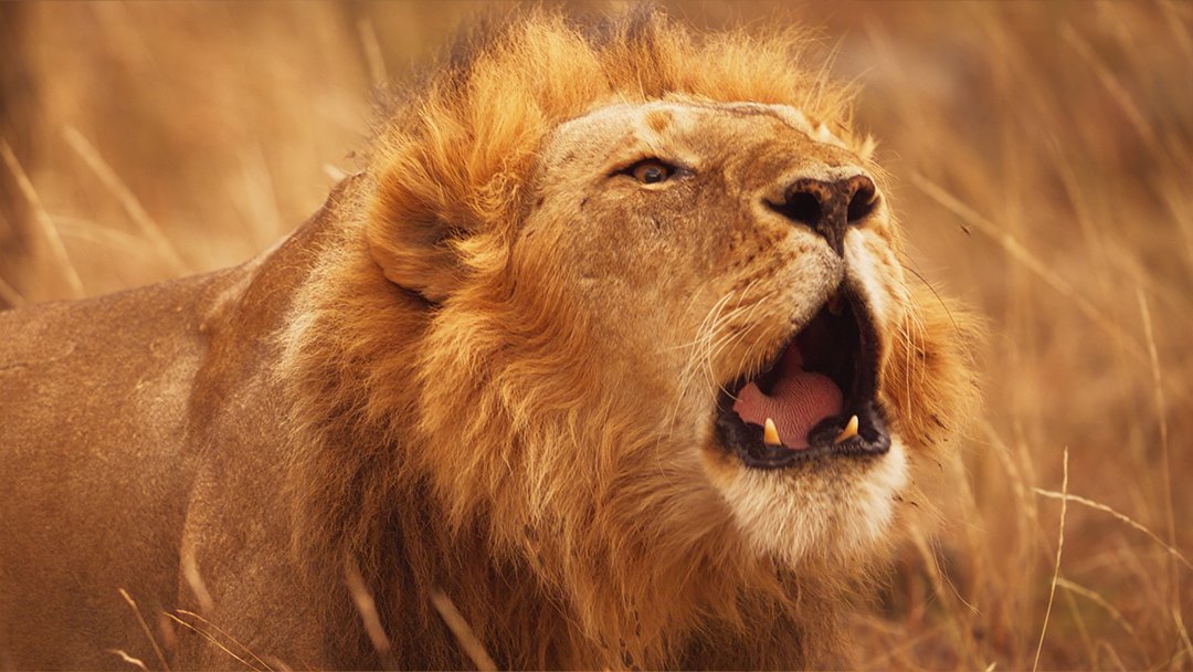  Male lion roaring to protect his territory 