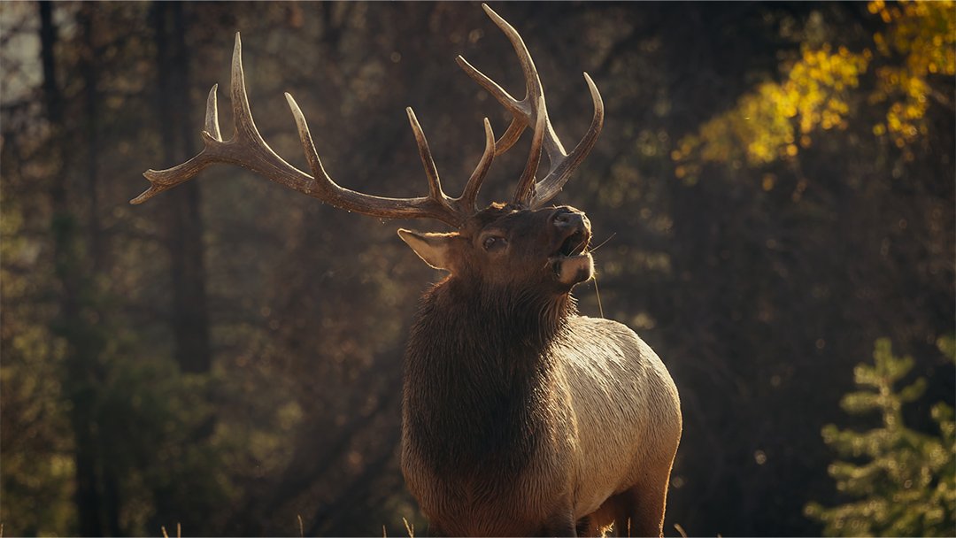  Bugling elk in Waterton Lakes National Park 