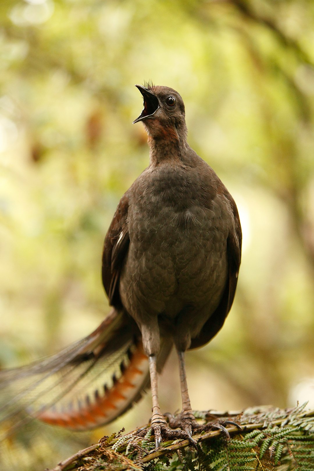  Male superb lyrebird singing 