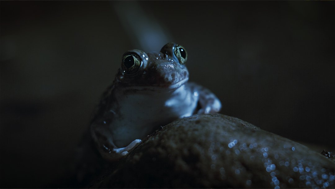  Female frog listening for a mate 