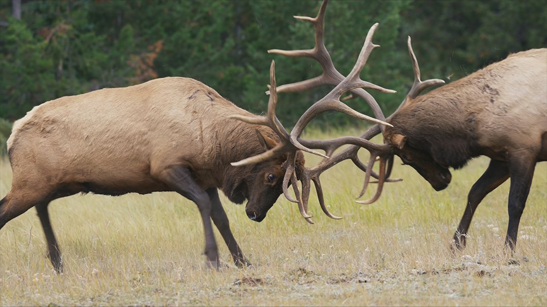  Fighting elk in Waterton Lakes National Park 