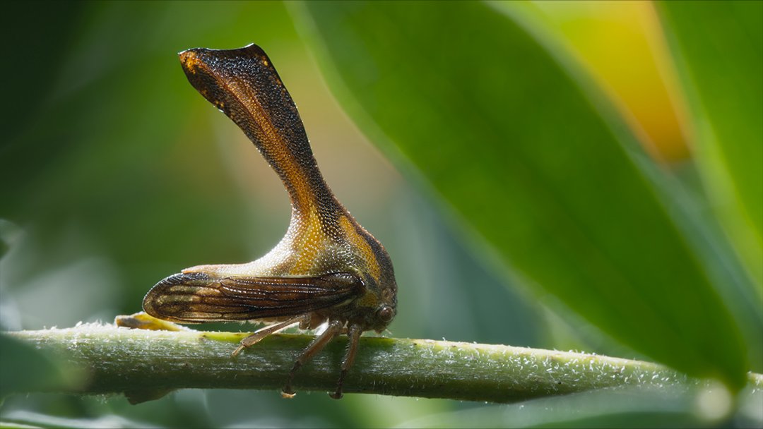  Male treehopper searching for female 