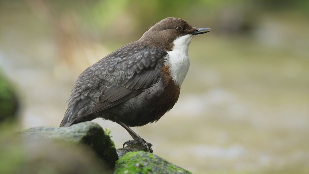  Male white-throated dipper 