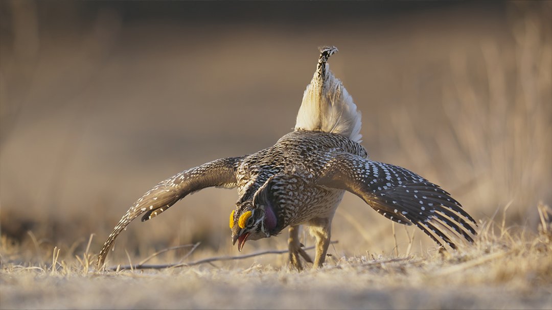  Sharp-tailed grouse dancing in Alberta 