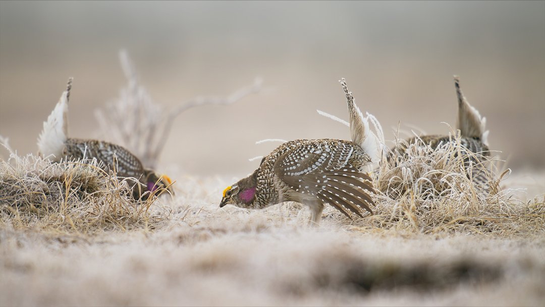  Sharp-tailed grouse dancing to impress females 