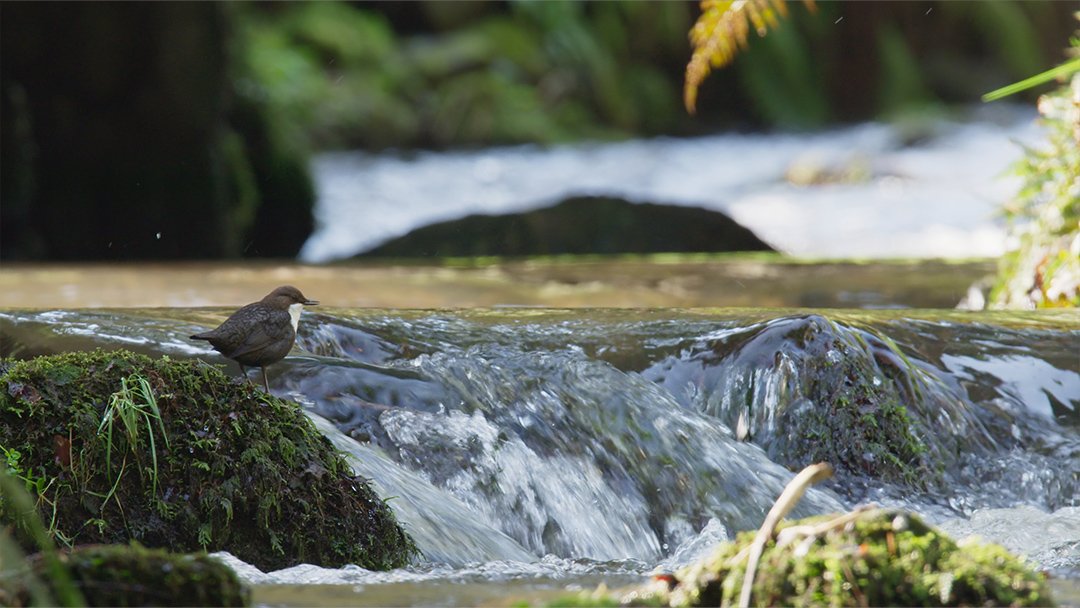  White-throated dipper in Wales 